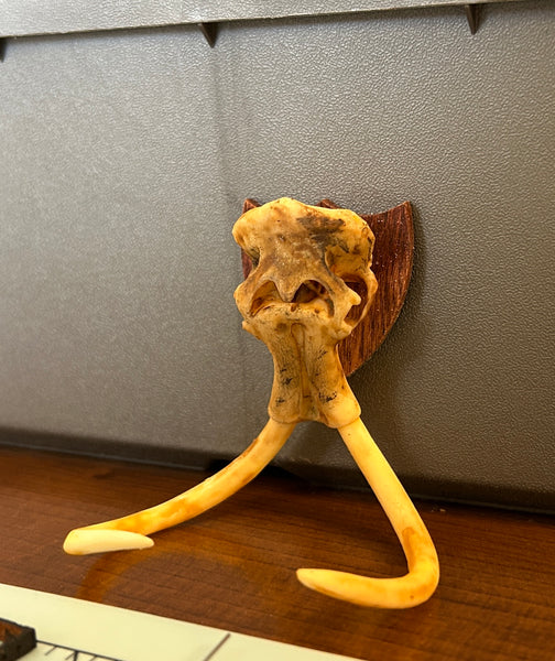 3D Printed Skulls