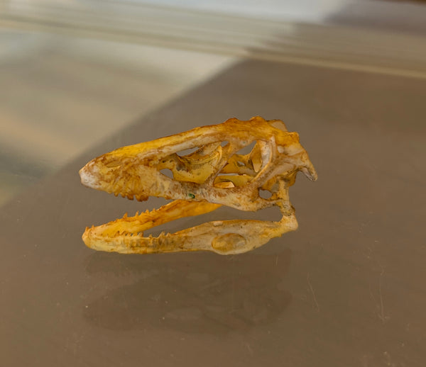 3D Printed Skulls