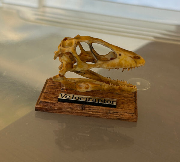 3D Printed Skulls