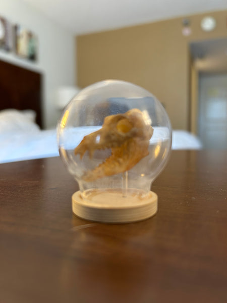 3D Printed Skulls