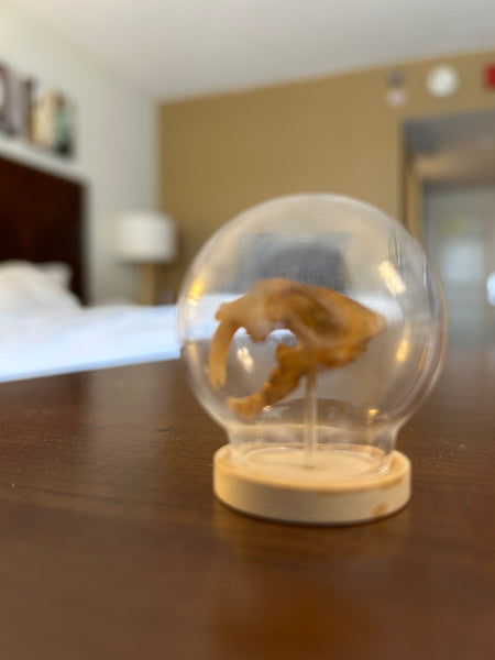 3D Printed Skulls
